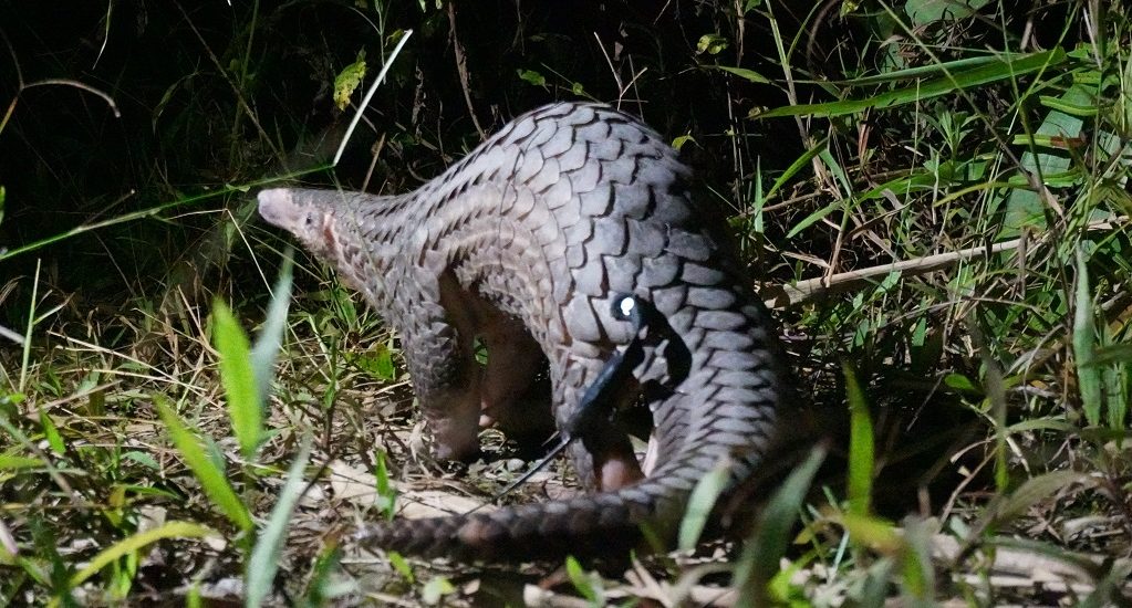 A critically endangered Sunda Pangolin in Vietnam.