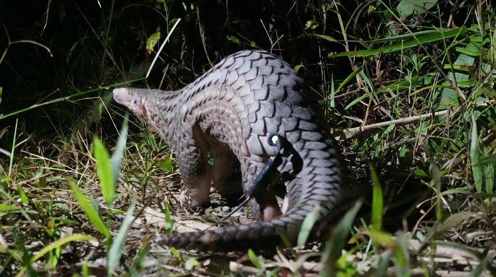 A critically endangered Sunda Pangolin in Vietnam.