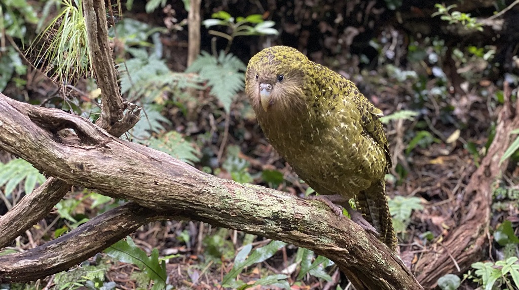 Kakapo