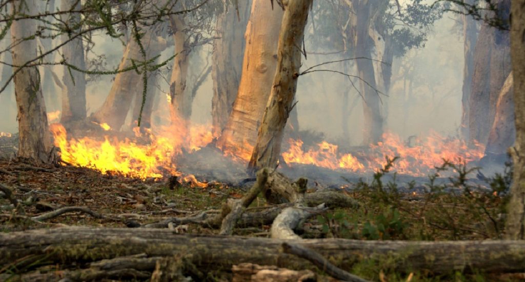 Marta's picture of forest burning